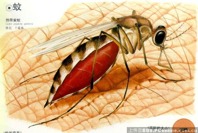 目前 世界 424x239 24kb 世界 上 最大 的 蚊子 紫色 巨 蚊 ...