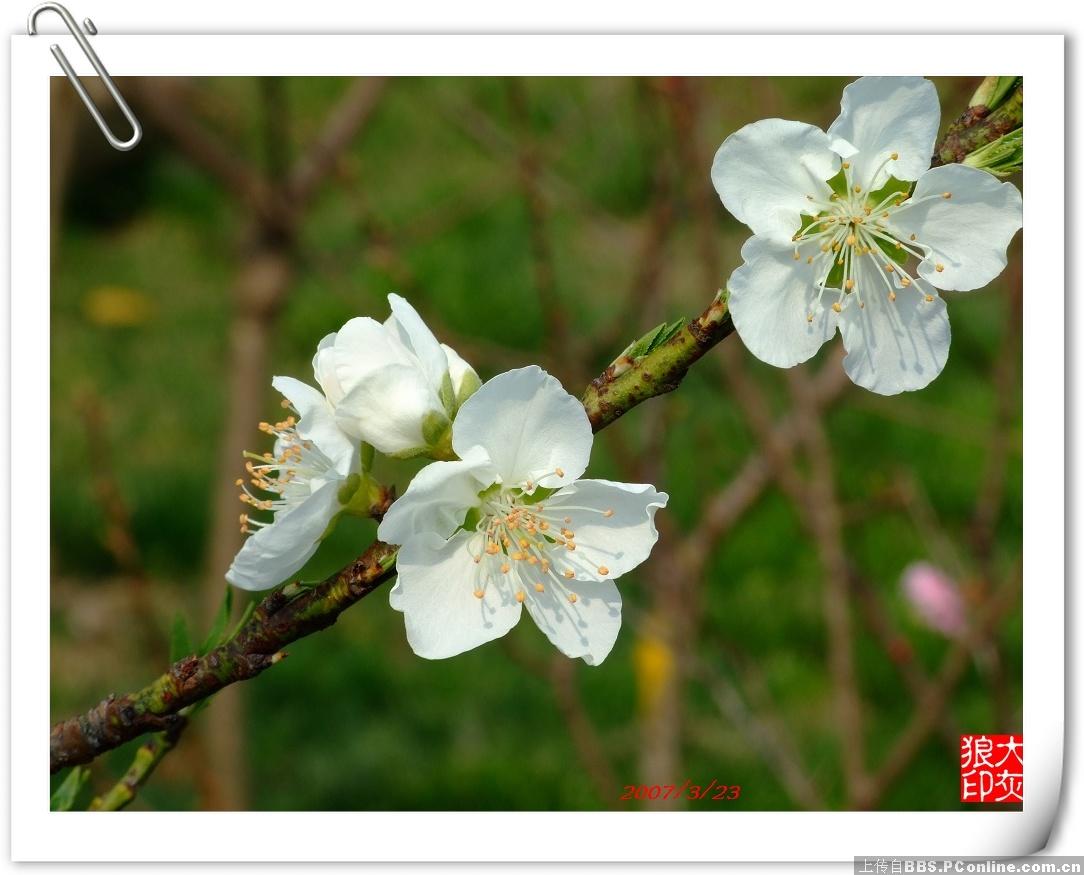 上海南汇桃花村