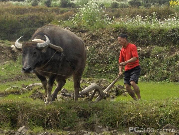 看见过牛耕地吗?