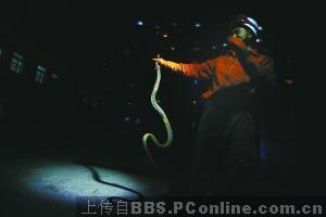 北京一酒店内发现2米长蛇 全身呈麻褐色(图)