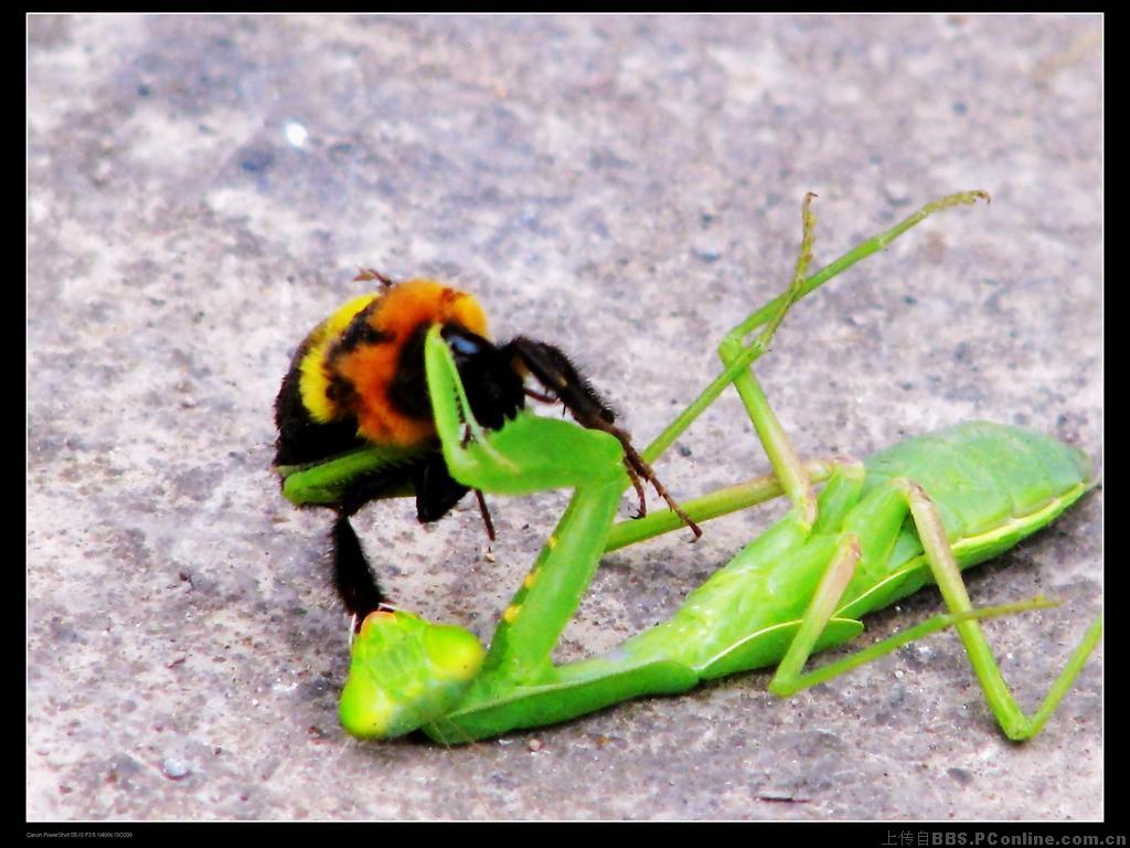 螳螂大战胡蜂和飞蛾。
