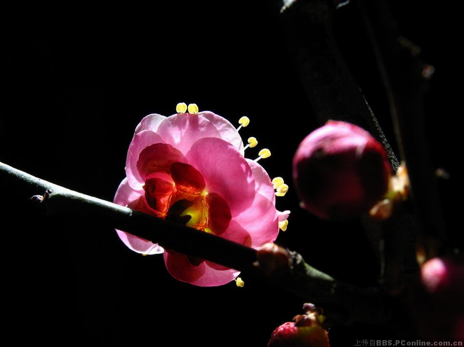背影也灿烂(微距梅花)