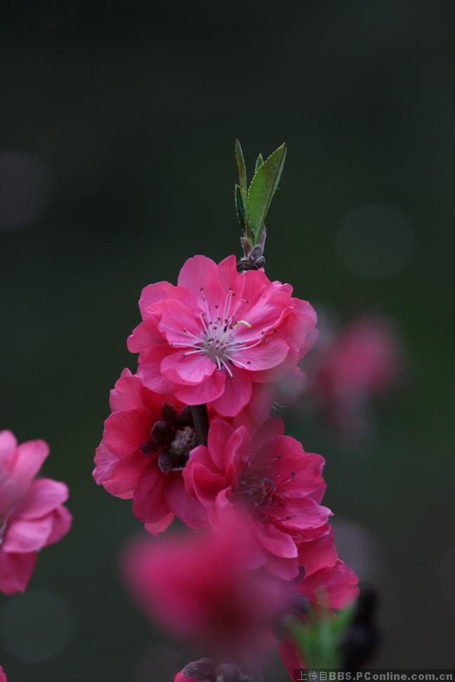 广州 桃花涧 游照,希望大家多多批评和指点._数