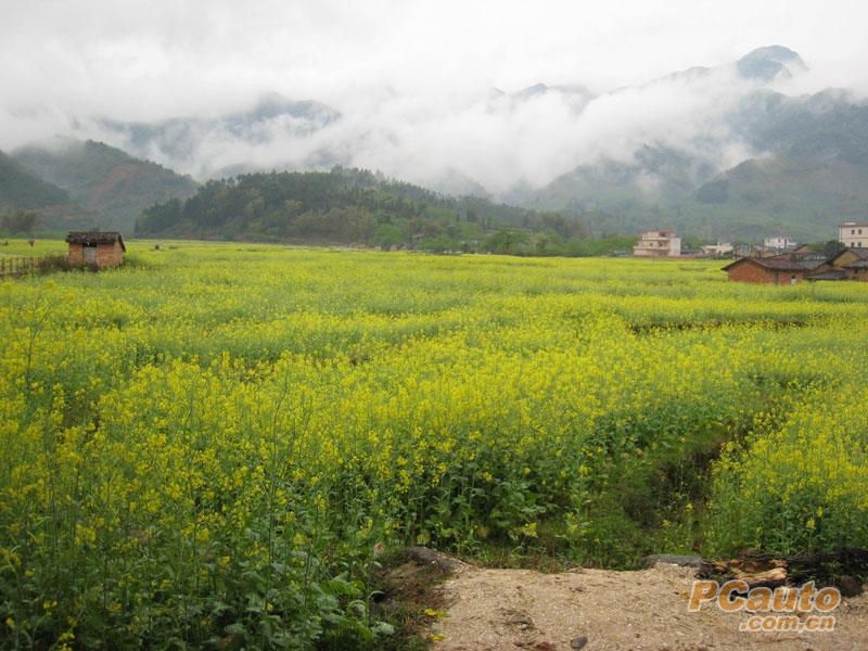 踏青——借此宣传一下从化吕田的油菜花