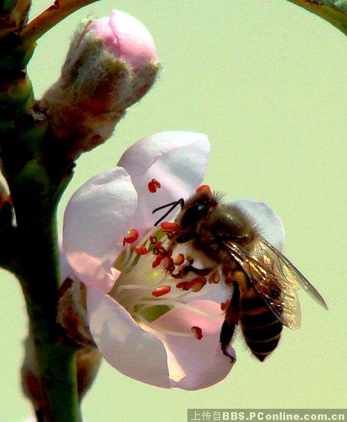 h5: 长焦肖象模式拍蜜蜂。_索尼大论坛_太平洋