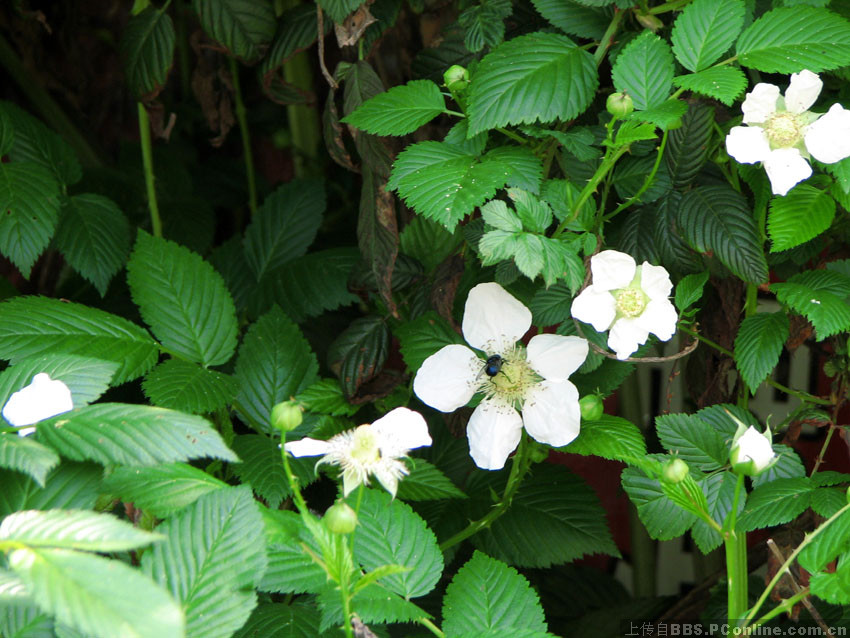 野刺花