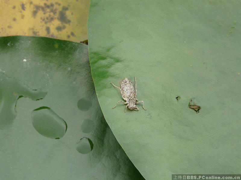 介绍二种水里的昆虫