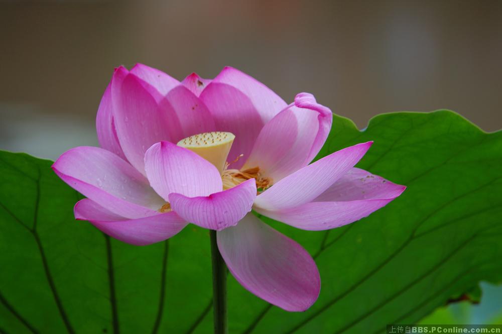 雨后荷花