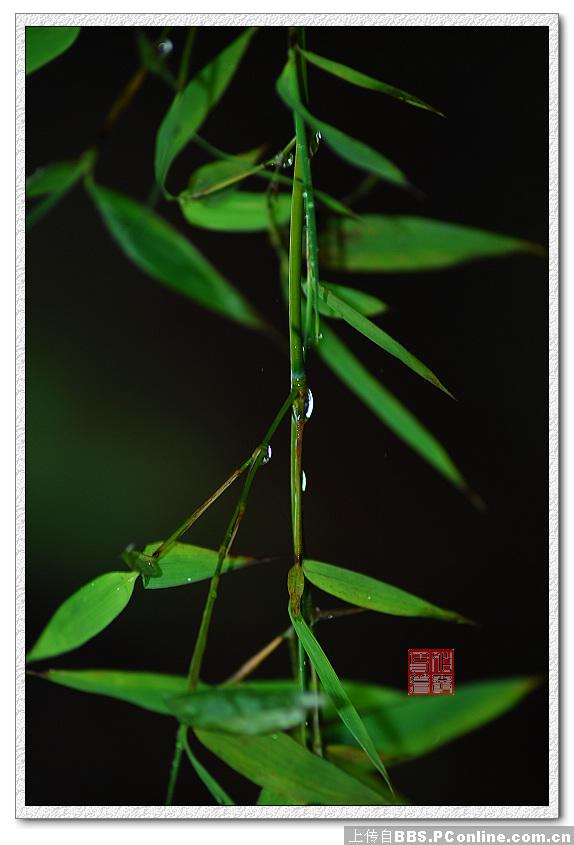 雨竹