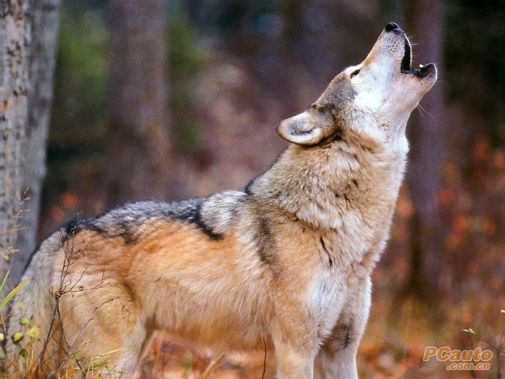 依靠团体力量的捕猎能手——狼(动物专题)!