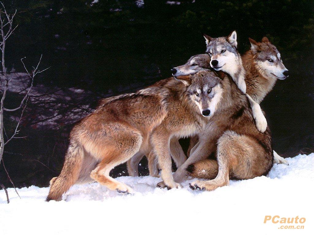 依靠团体力量的捕猎能手——狼(动物专题)!