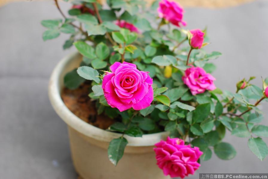 小月季花