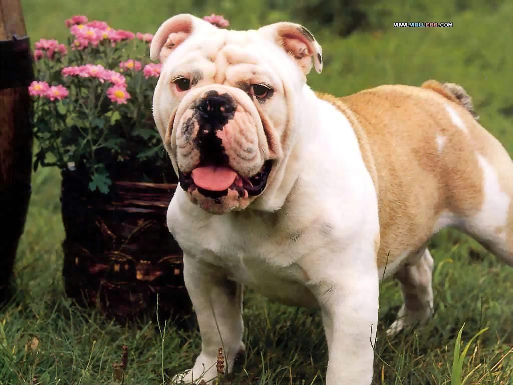 斗牛犬 bulldogs桌面壁纸1024*768 13p