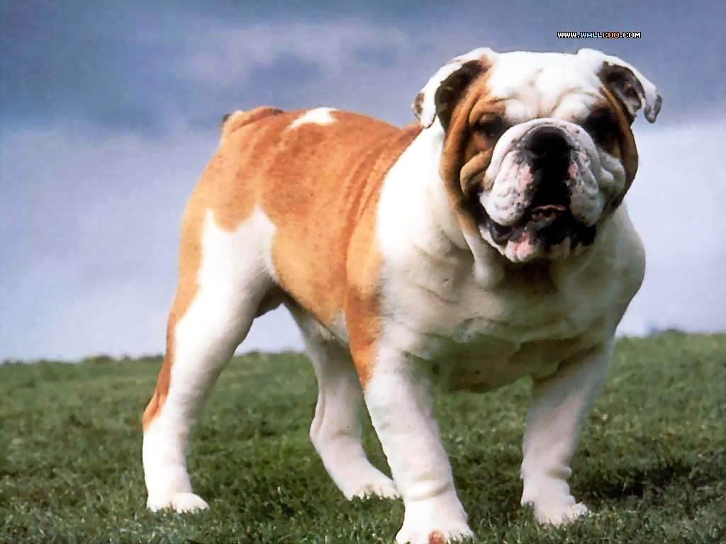 斗牛犬 bulldogs桌面壁纸1024*768 13p