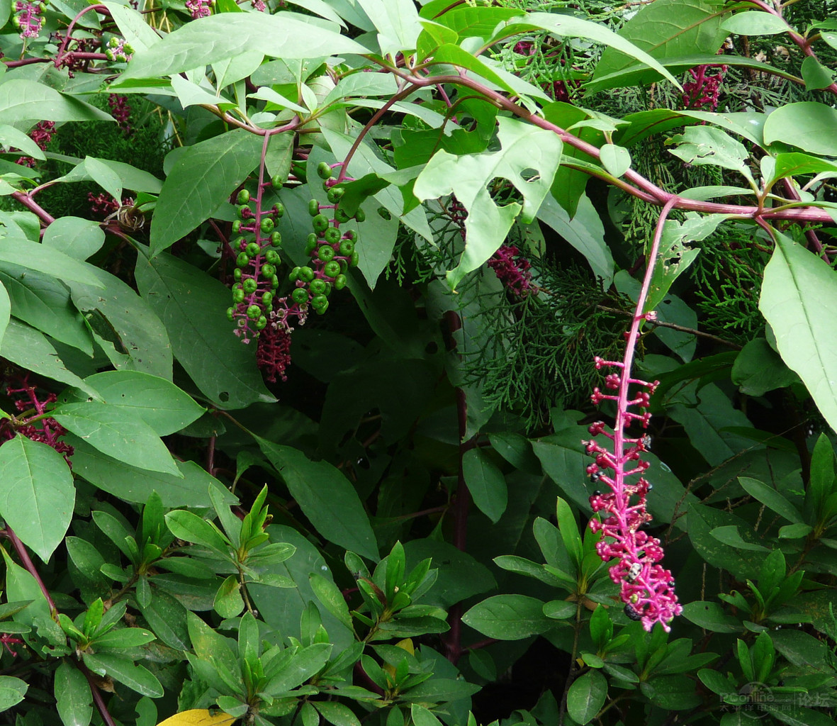 商陆(一种野生植物)