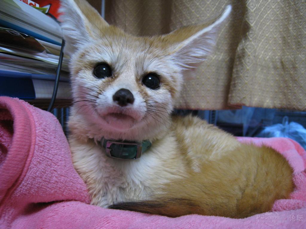 シャープな狐顔の柴犬くん🦊 ～ペットショップ犬の家＆猫の里名古屋天白店～ | ペットショップ 犬の家&猫の里 | 子犬だけでなく子猫の情報もたくさん
