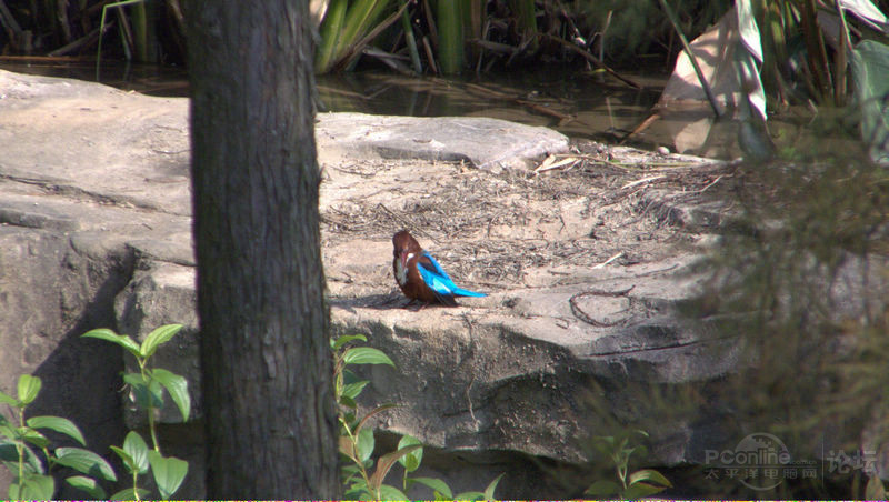广州市云溪生态公园打白胸翡翠鸟.