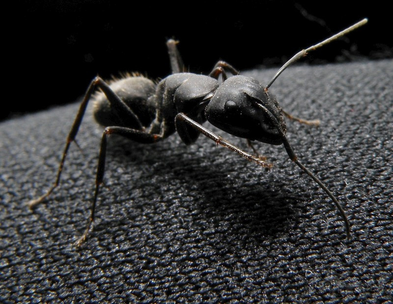 微距黑蚂蚁(黑色篇)