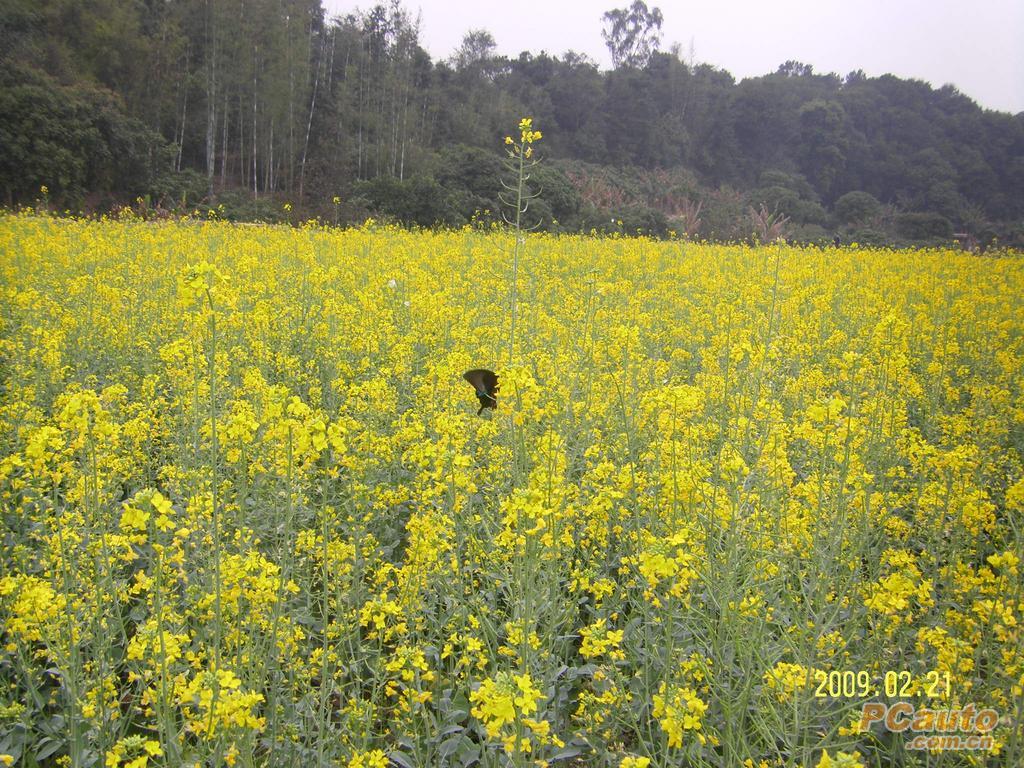 花都梯面看油菜花