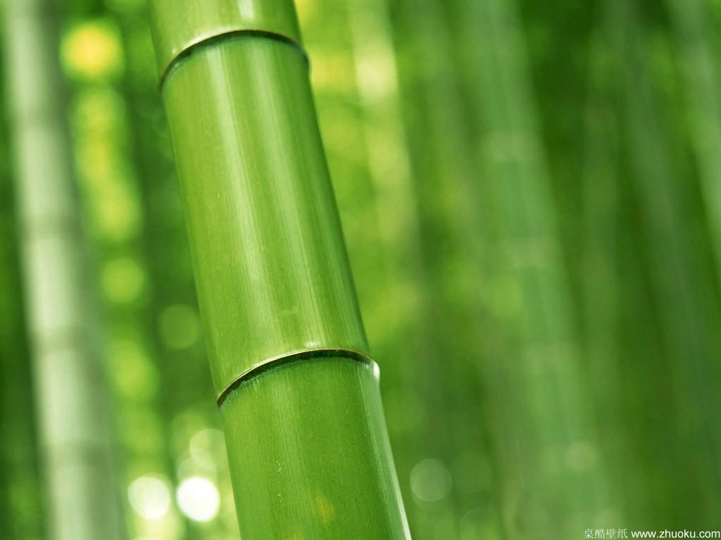 绿色竹情壁纸_植物_太平洋科技