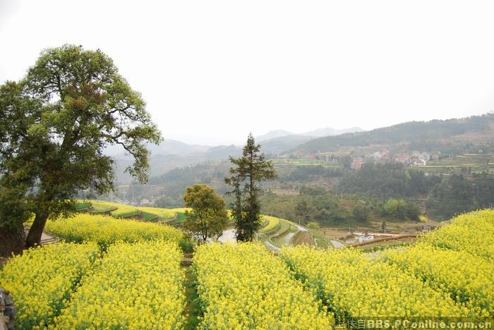 浙江温州永嘉 茗岙 梯田油菜花