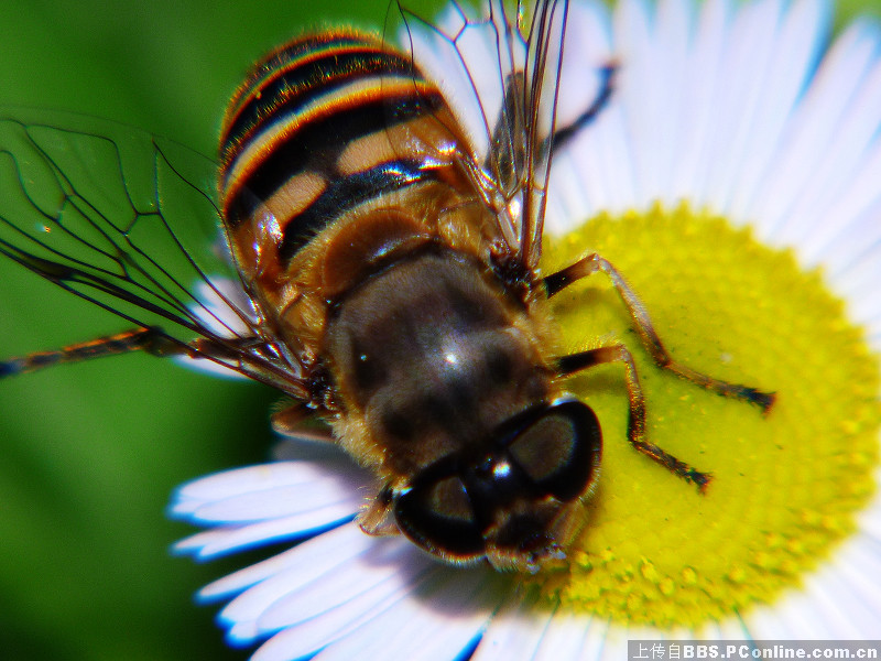 答:苍蝇和蜜蜂的故事:蜜蜂与苍蝇谁更聪明?