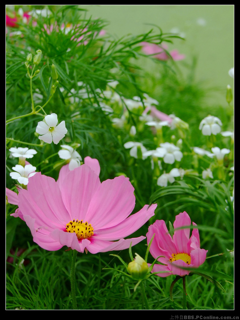 那些花儿