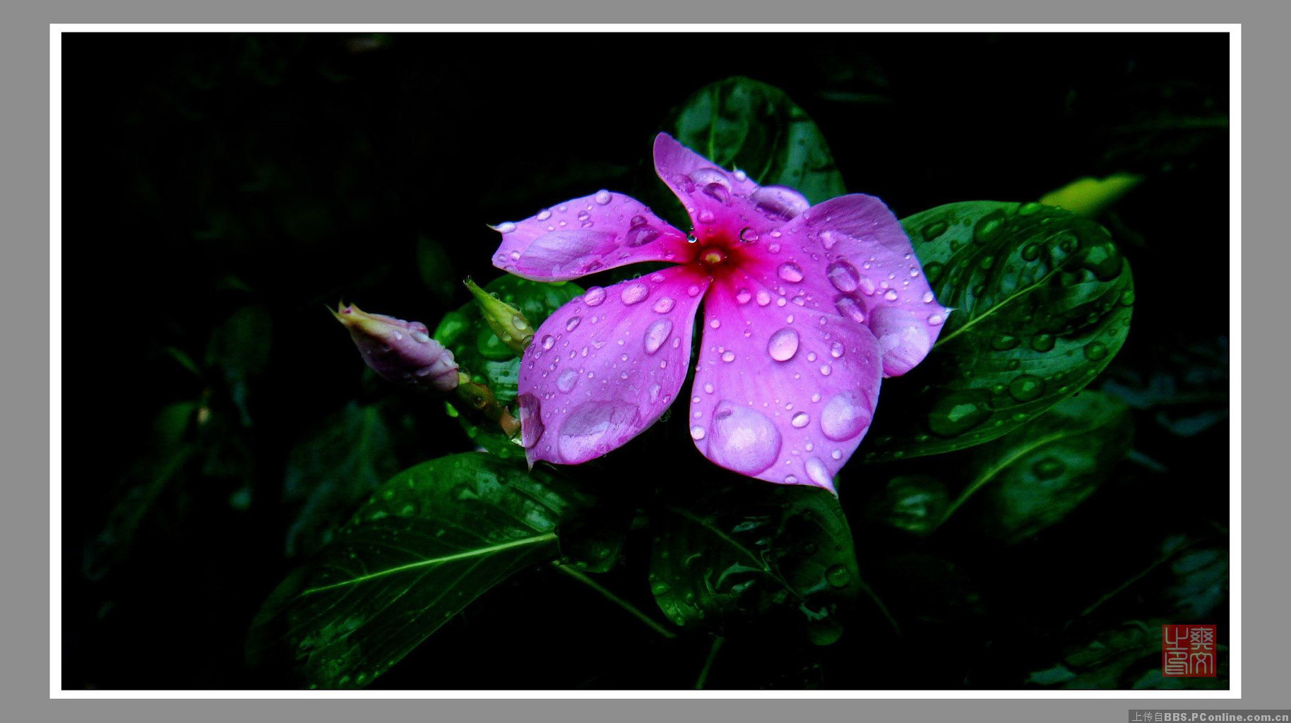 雨中的小花