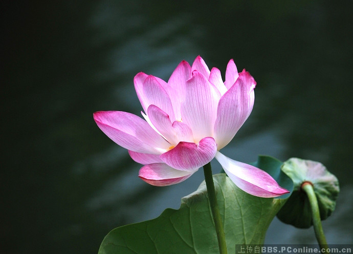 发几张何花