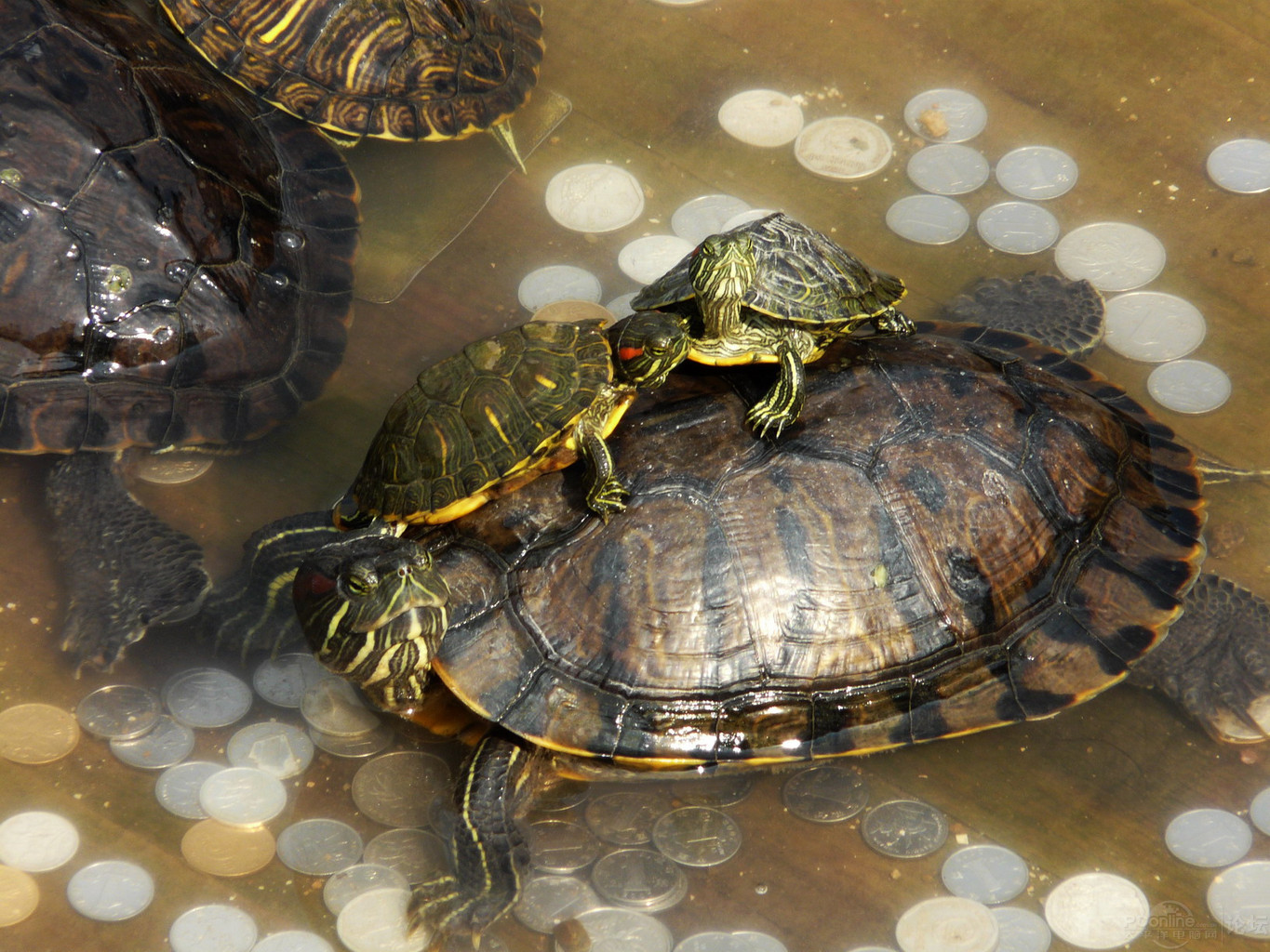 两栖保护动物巴西龟自然摄影图配图高清摄影大图-千库网