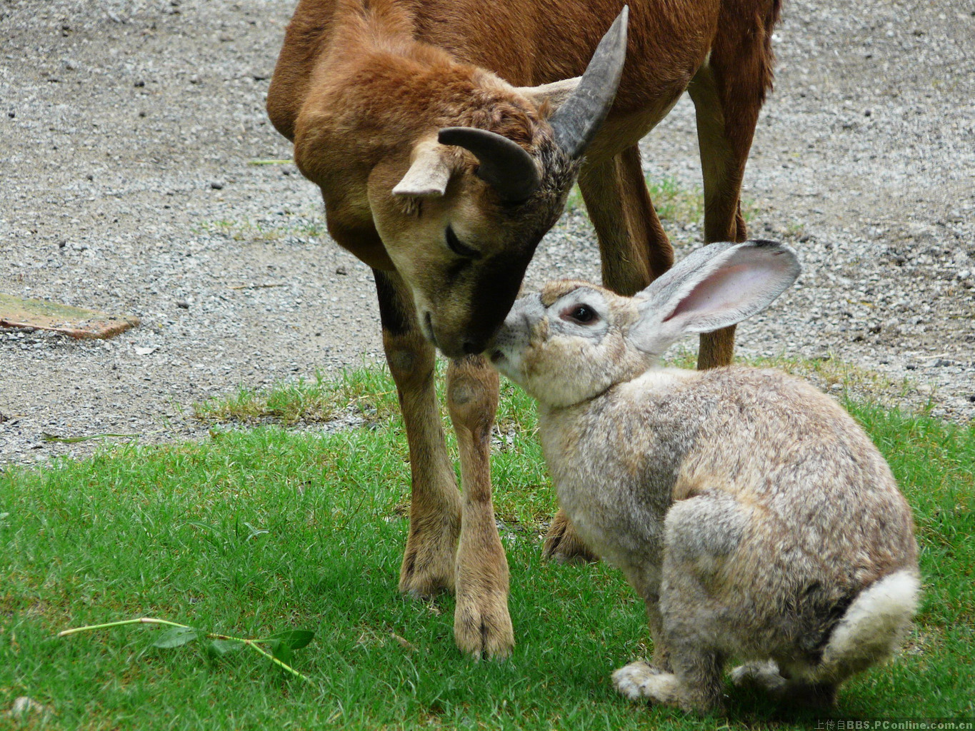 羊和兔的交流