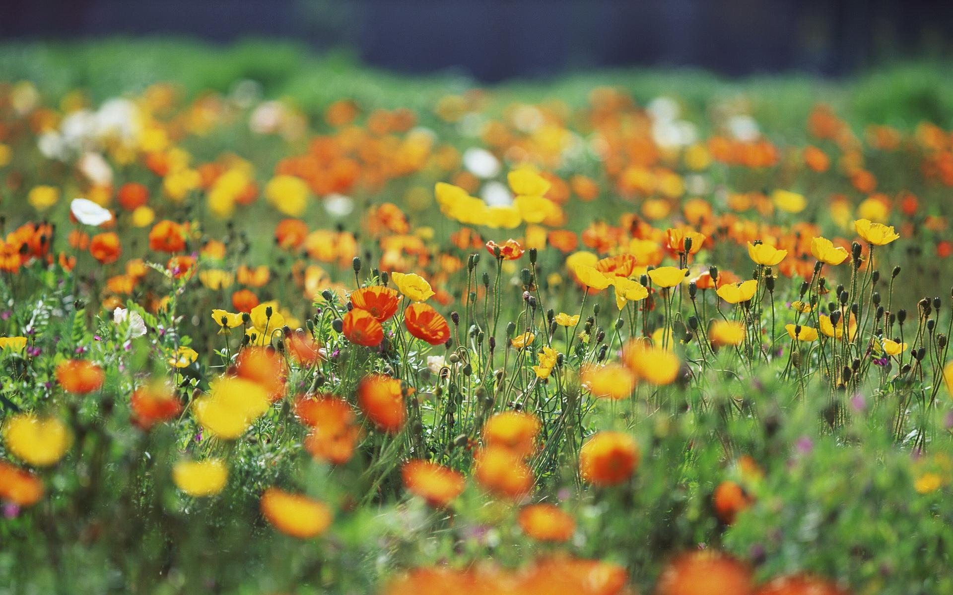 【薰衣草 花海摄影高清桌面壁纸】高清 "薰衣草 花海摄影高清桌面壁纸"第3张_太平洋电脑网壁纸库