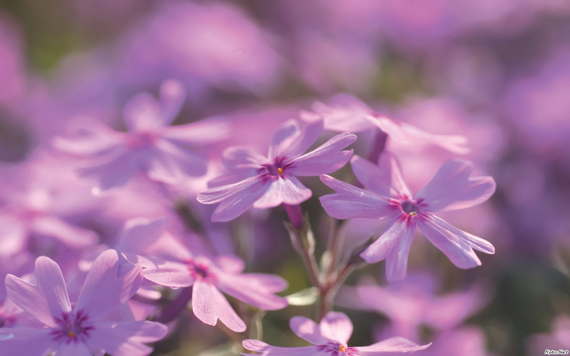 一花一世界 花卉摄影壁纸(二)[1920*1200]