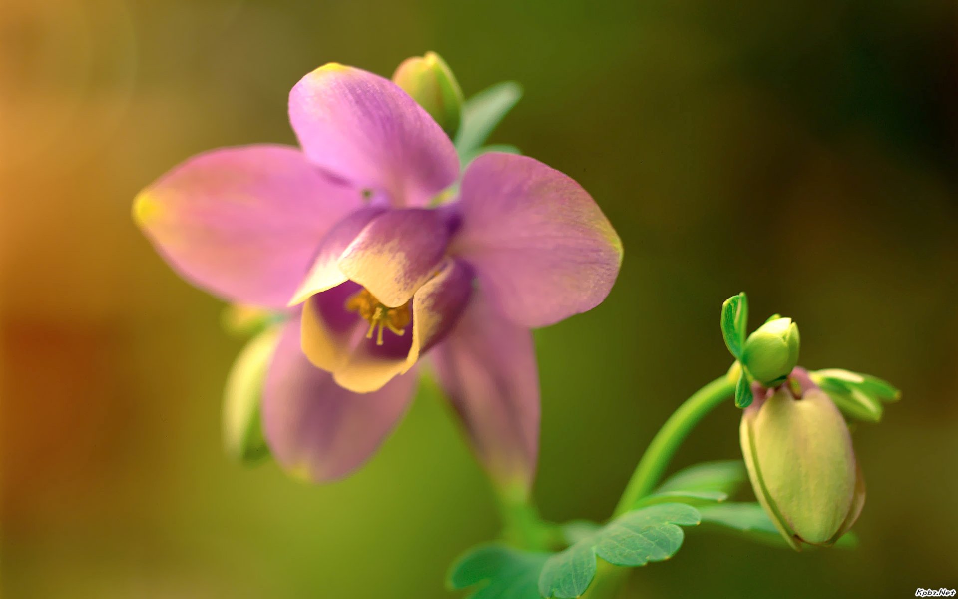 一花一世界 花卉摄影壁纸(三)[1920*1200]