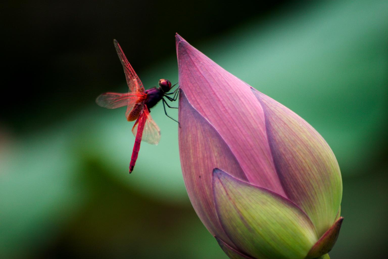 【荷花与红蜻蜓摄影图片】生态摄影_wuyejian_太平洋