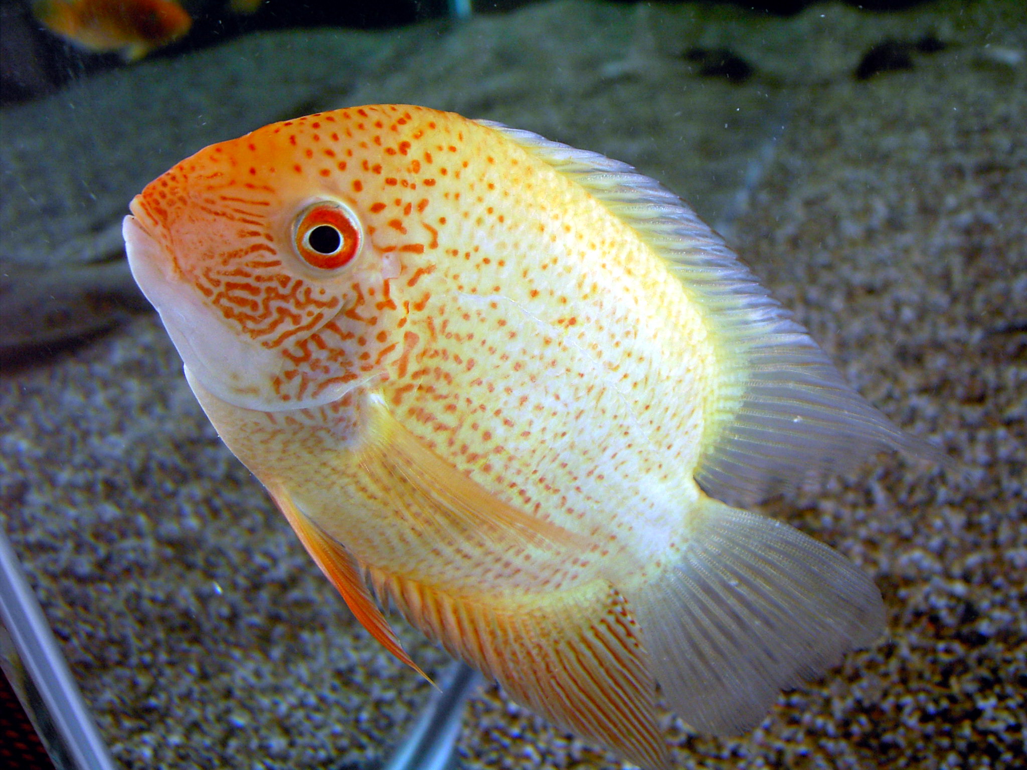 热带鱼摄影图__鱼类_生物世界_摄影图库_昵图网nipic.com