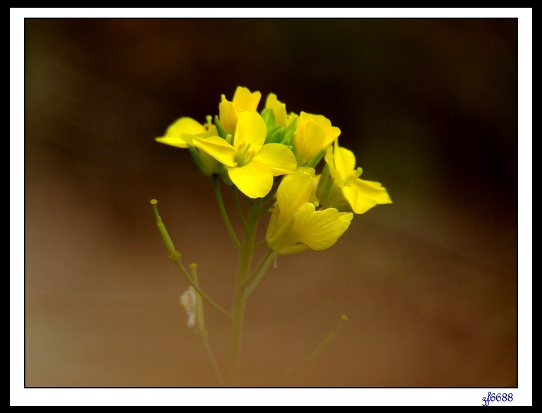 野菜花