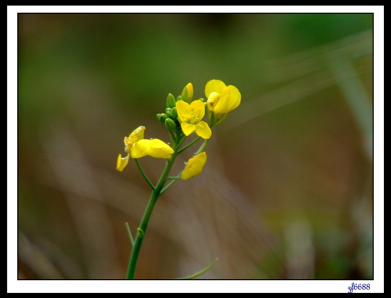 野菜花