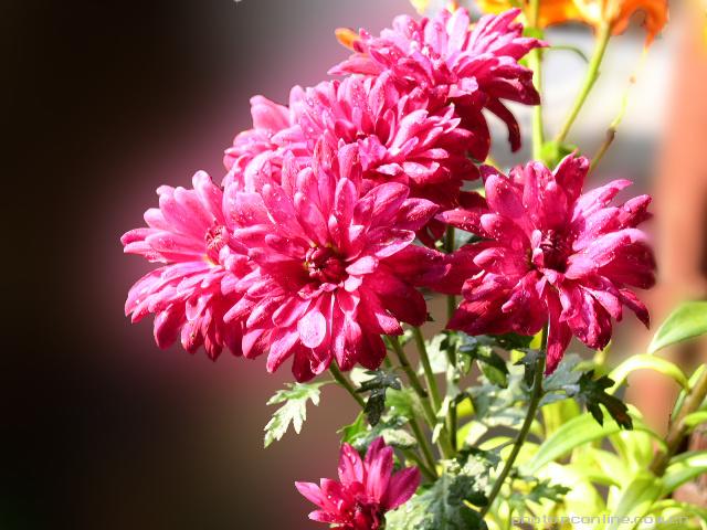 家里拍的花