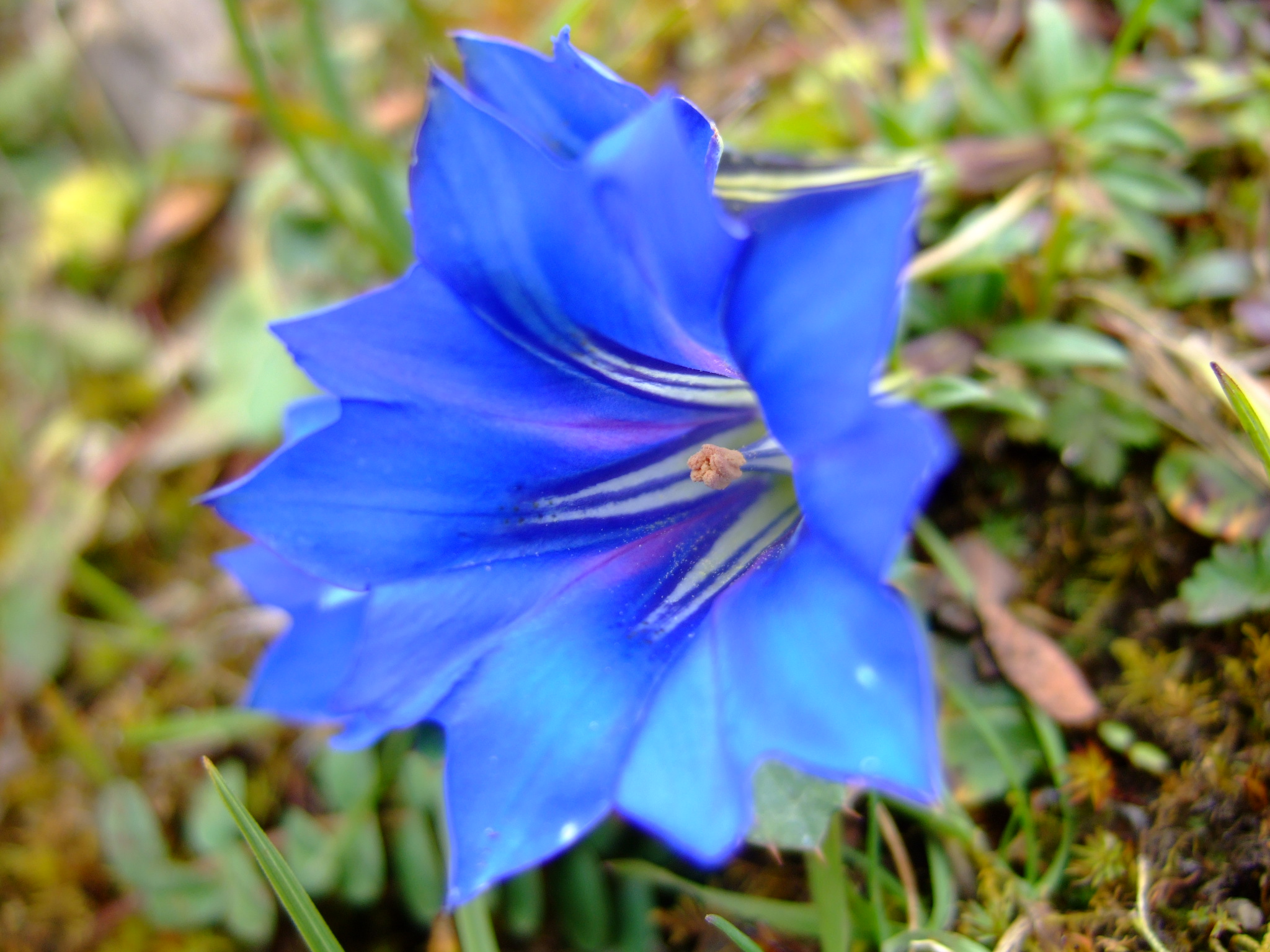 开花植物中“蓝色”很少见，如果你喜欢蓝色花，给大家推荐17种|蓝色|植物|飞燕草_新浪新闻