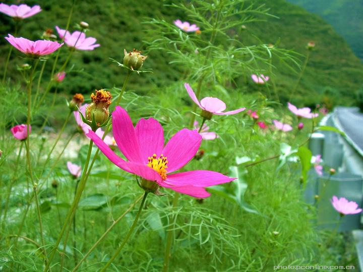 路边的野花不要采