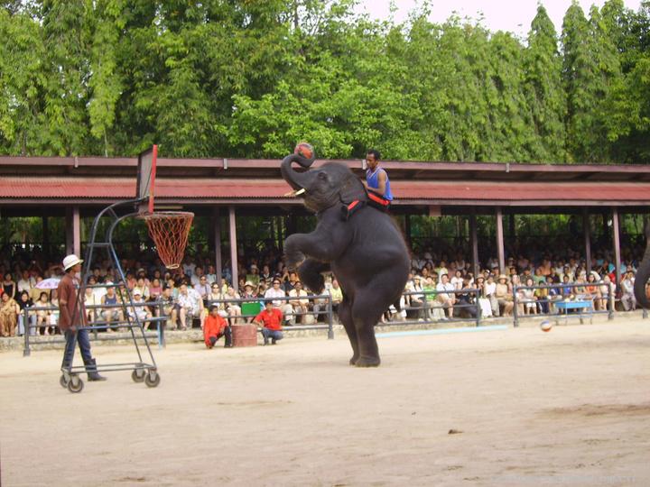【泰国大象篮球赛摄影图片】纪实摄影_海天一