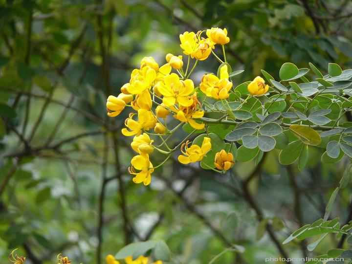 小黄花