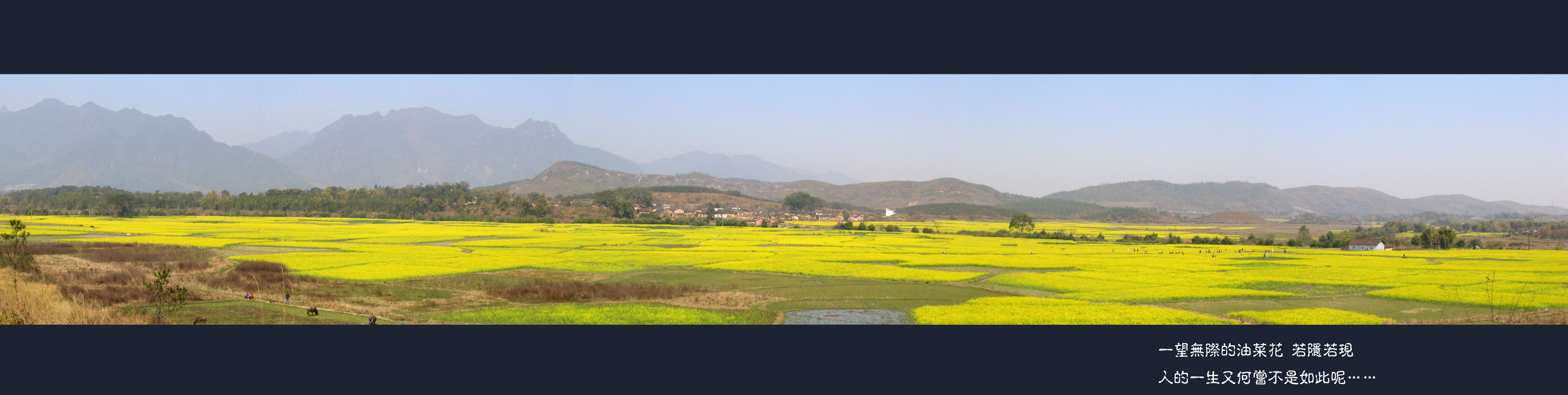 油菜花全景.