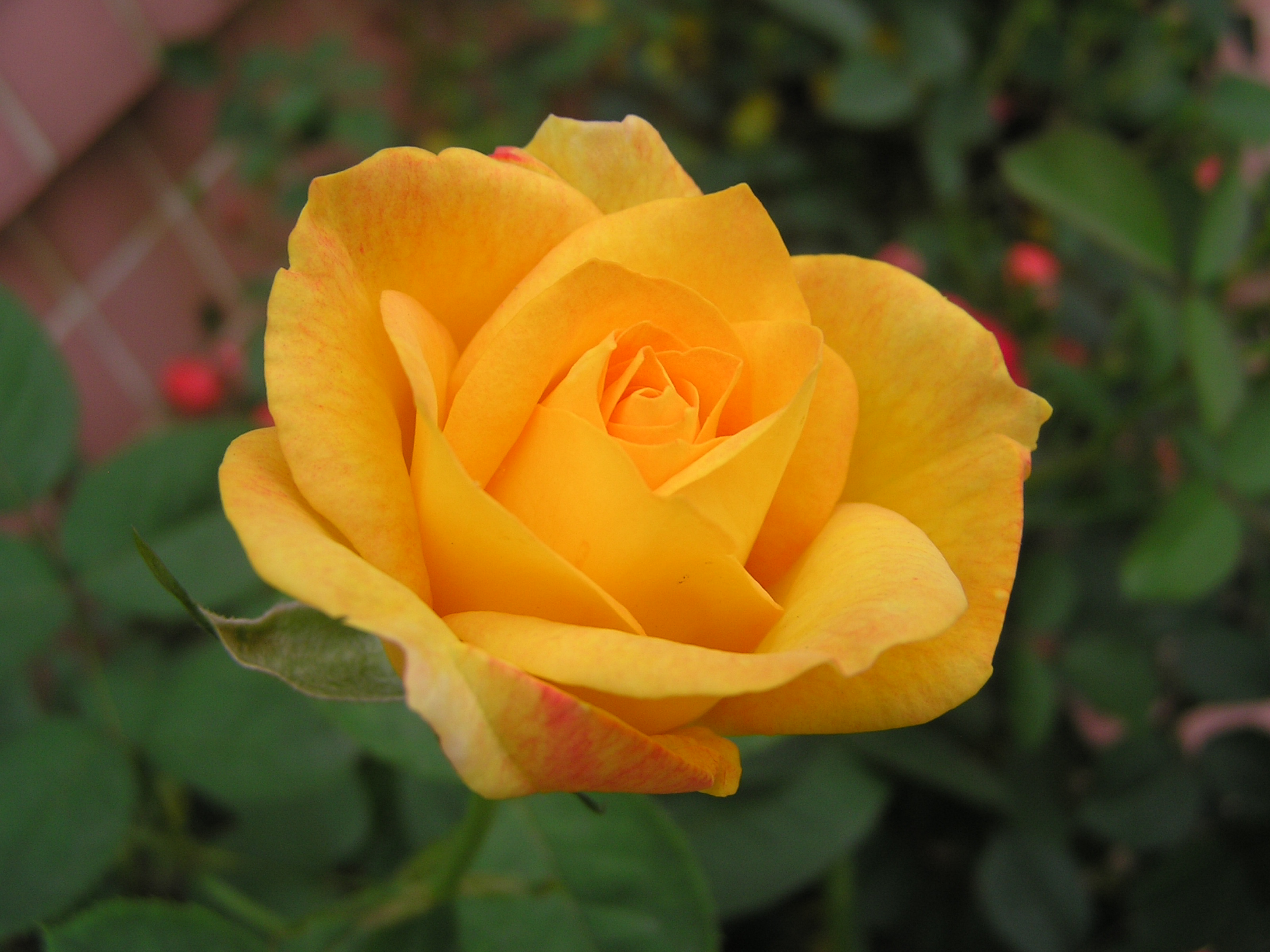 壁纸 黄玫瑰花，花园 3840x2160 UHD 4K 高清壁纸, 图片, 照片