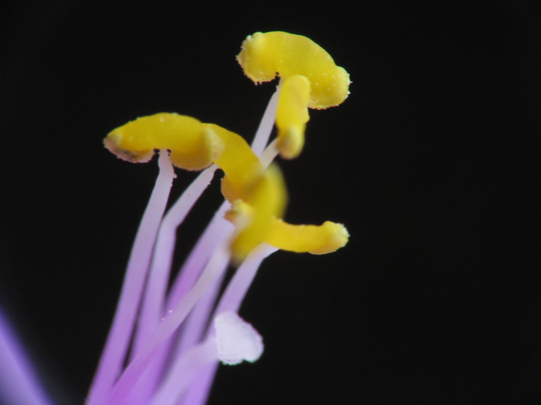 玩微距看花芯