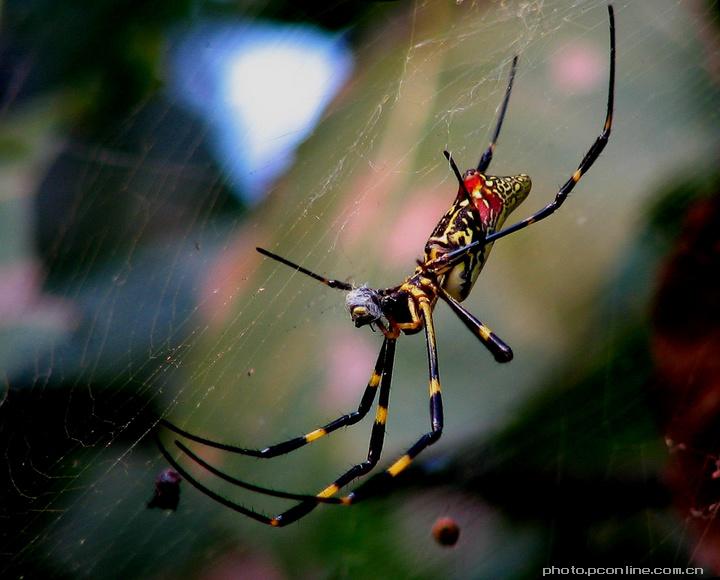 【毒蜘蛛摄影图片】生态摄影_太平洋电脑网摄影部落