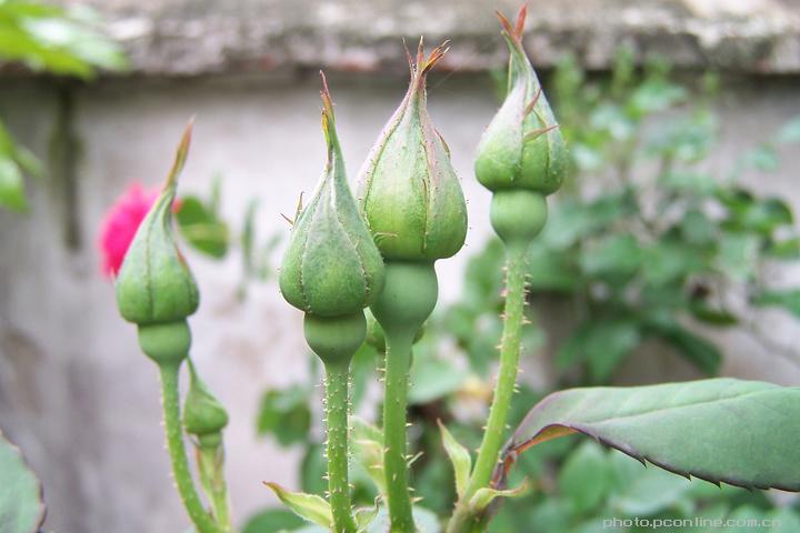 花蕾