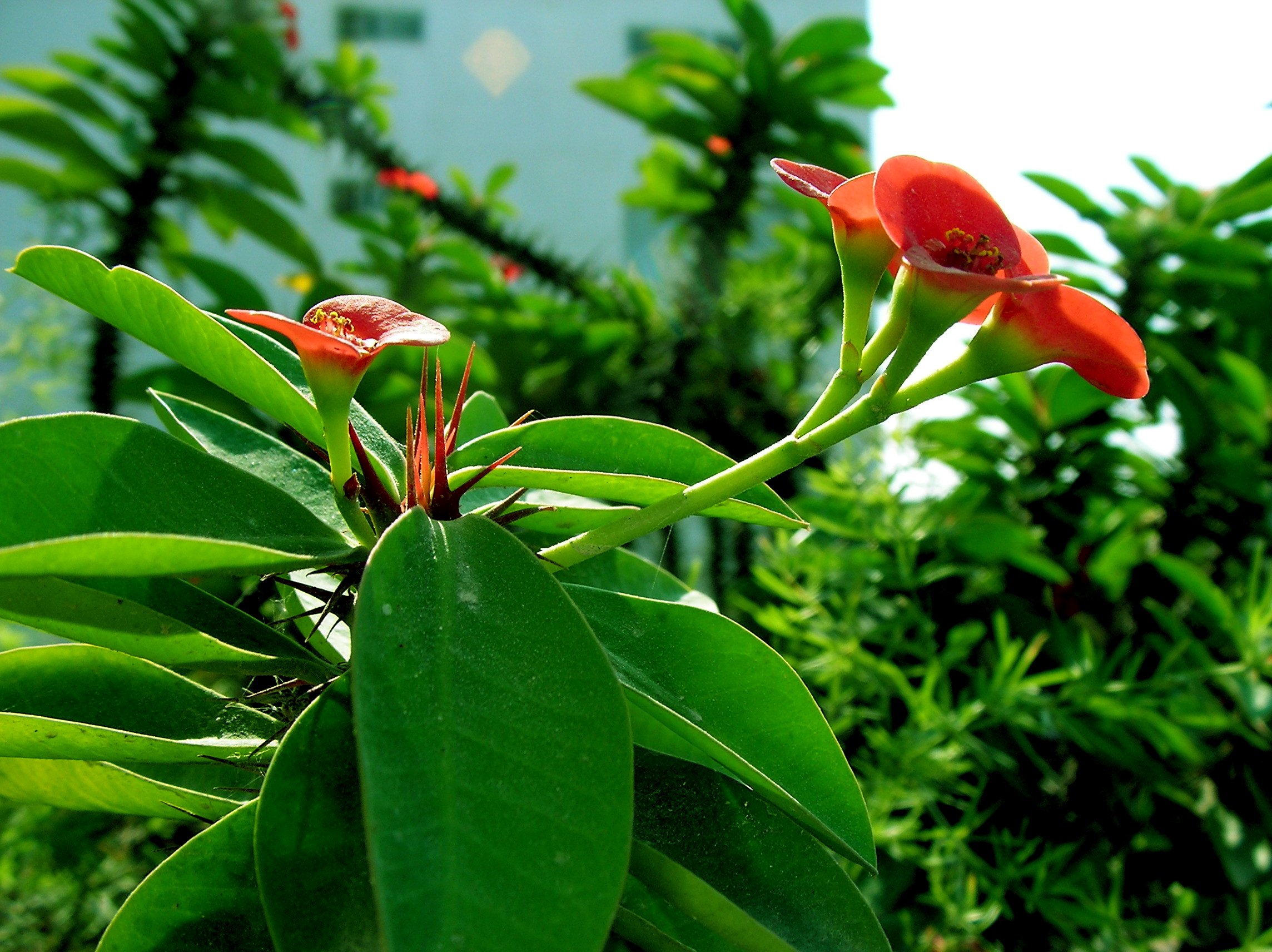 【红花、绿叶！摄影图片】生态摄影_huige62_太平洋电脑网摄影部落