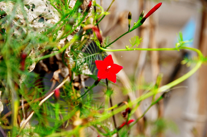 小花小草